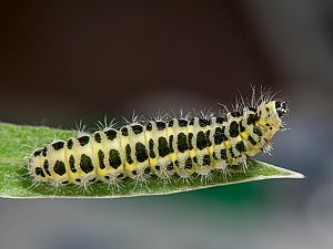 Zygaena trifolii Raupe