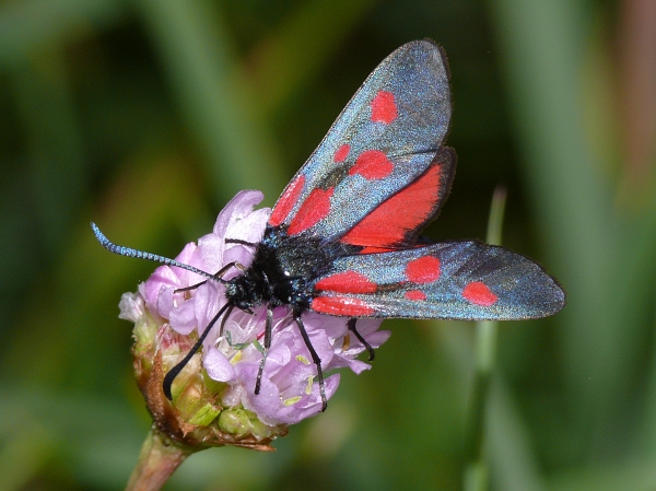 Zygaena viciae