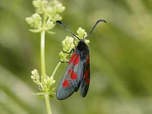 Zygaena viciae