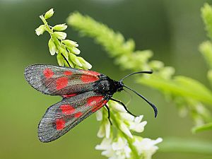 Zygaena viciae