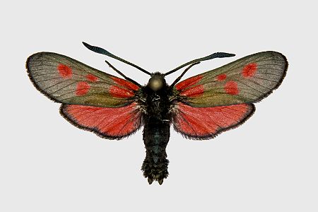 Zygaena viciae