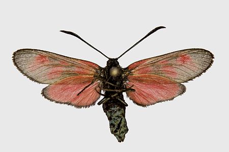 Zygaena viciae