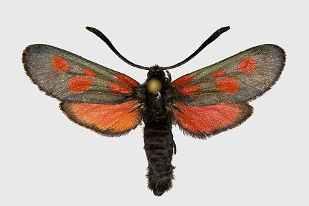 Zygaena viciae