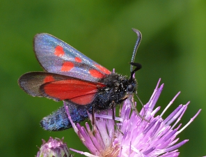 Zygaena viciae