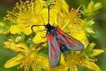 Zygaena viciae