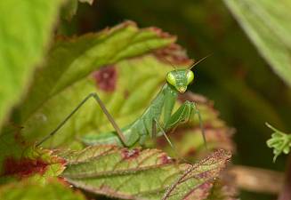 Mantis religiosa L4