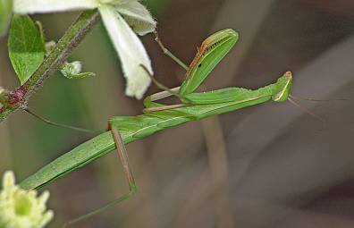 Mantis religiosa L5