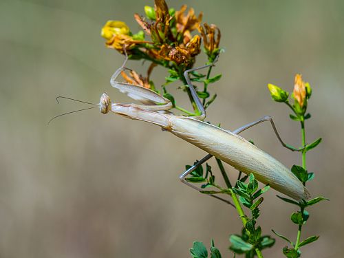 Mantis religiosa Weibchen