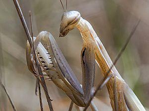 Mantis religiosa Weibchen