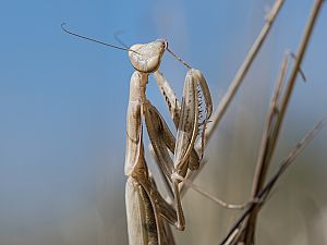 Mantis religiosa Weibchen