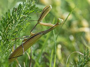 Mantis religiosa Weibchen