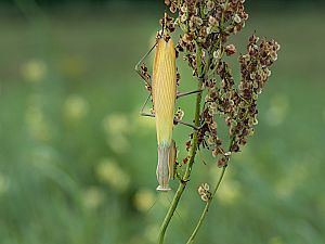 Mantis religiosa Weibchen