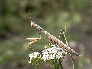 Mantis religiosa L6