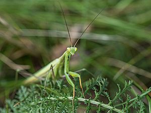 Mantis religiosa L6