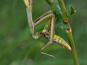 Mantis religiosa Männchen