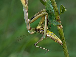 Mantis religiosa Mnnchen