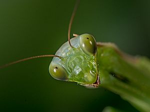 Mantis religiosa Männchen