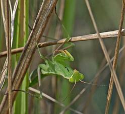 Mantis religiosa L5