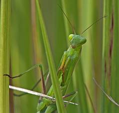 Mantis religiosa L5