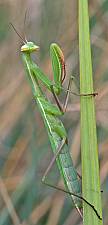 Mantis religiosa L5