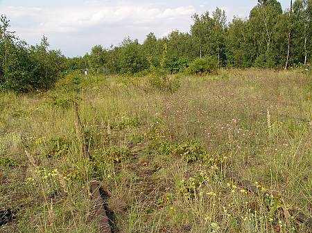 Mantis religiosa Habitat