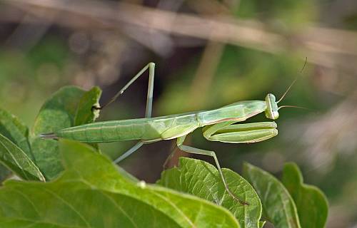 Mantis religiosa L6