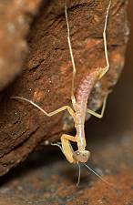 Mantis religiosa L1