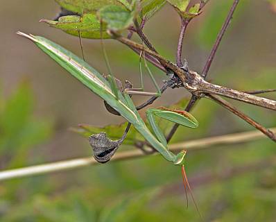 Mantis religiosa L6