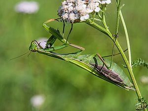 Mantis religiosa Weibchen