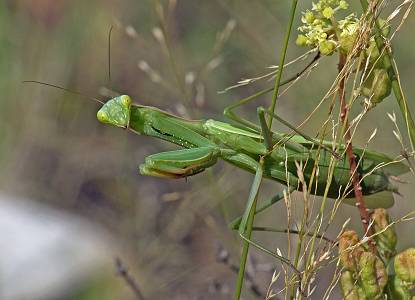 Mantis religiosa Weibchen