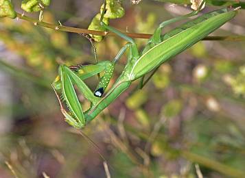 Mantis religiosa Weibchen