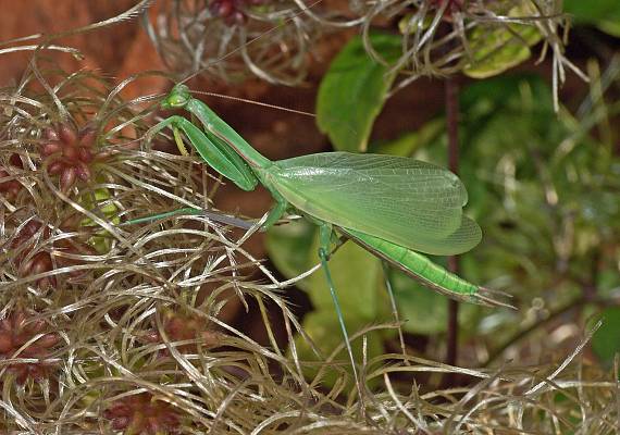 Mantis religiosa Männchen