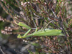 Mantis religiosa Weibchen