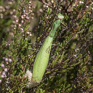 Mantis religiosa Weibchen