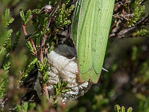 Mantis religiosa Weibchen