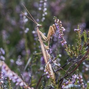 Mantis religiosa Männchen