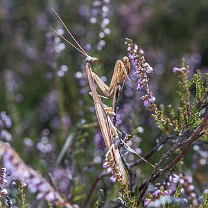 Mantis religiosa Mnnchen