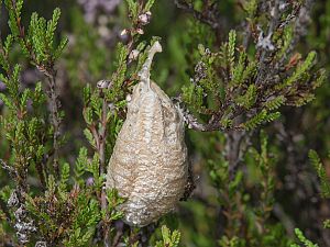 Mantis religiosa Oothek