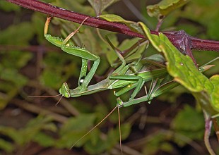 Mantis religiosa Kopula