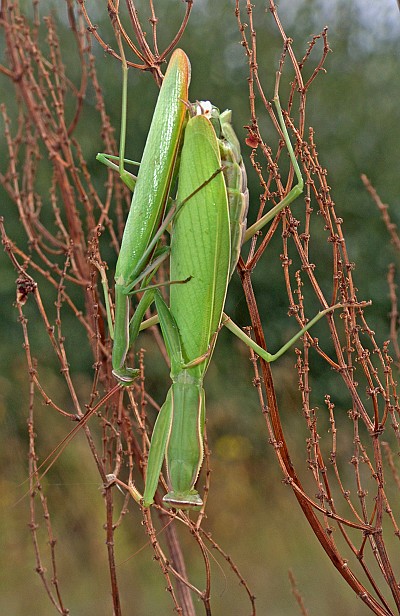 Mantis religiosa Kopula