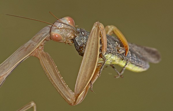 Mantis religiosa Fressen