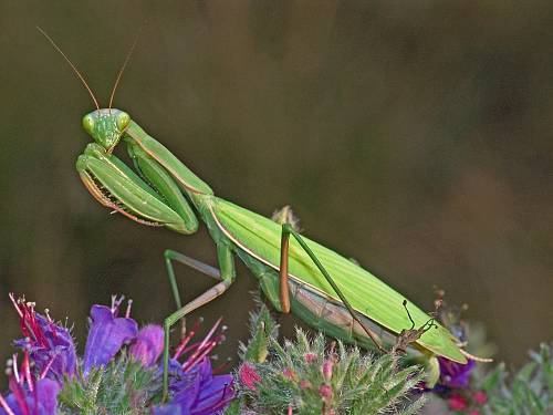 Mantis religiosa Weibchen