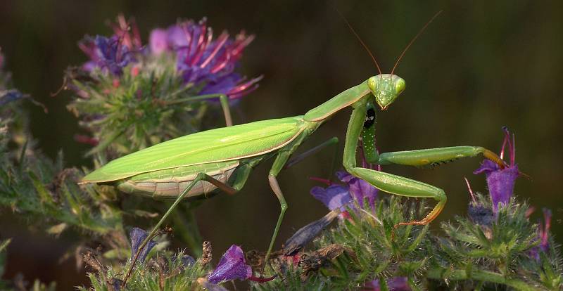 Mantis religiosa Weibchen in Berlin