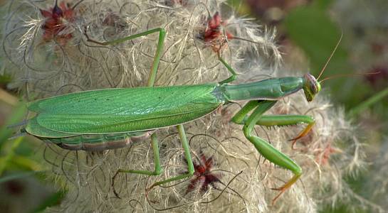 Mantis religiosa Weibchen