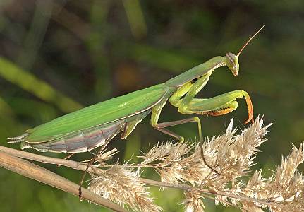 Mantis religiosa Weibchen