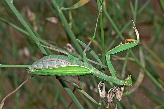 Mantis religiosa Weibchen