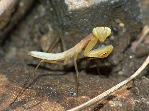 Mantis religiosa L1