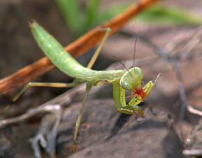 Mantis religiosa L2