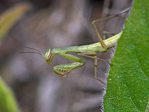 Mantis religiosa L2