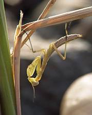 Mantis religiosa L1